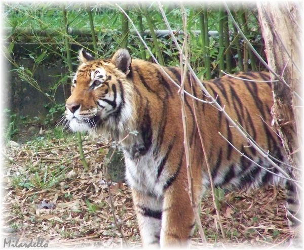 tigre-bengale.jpg