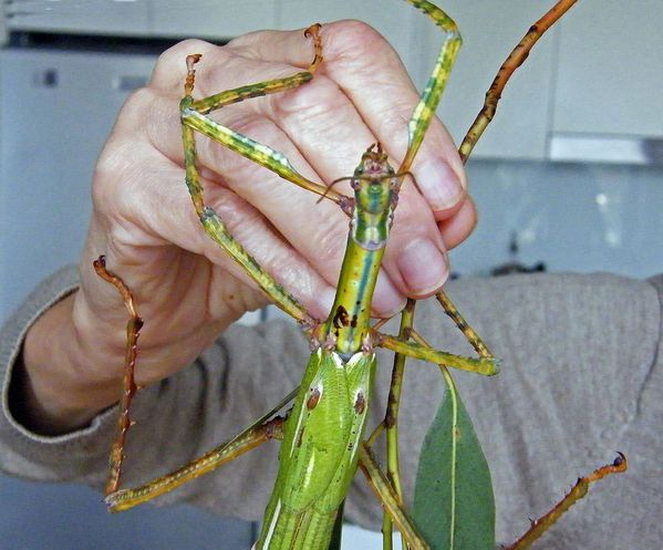 StickInsect05