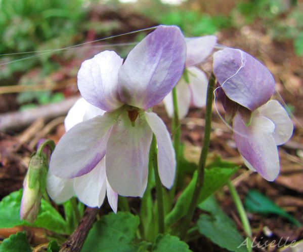 Violette-blanche-4-03-2010.jpg