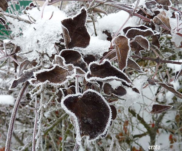 decembre-2010-282.jpg