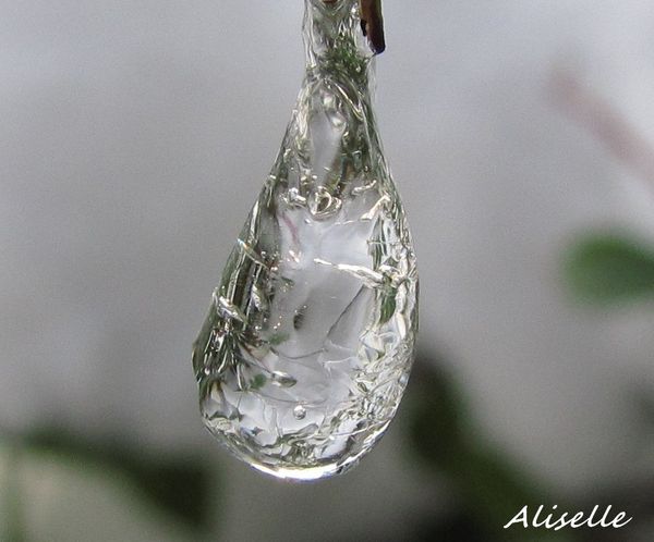 Goutte glacée 2010 #3