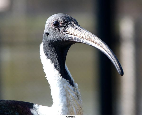 ibis-d-australie-1.JPG