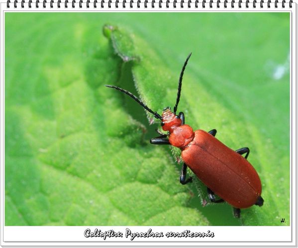 Coléoptère- Pyrochroa serraticornis (02)