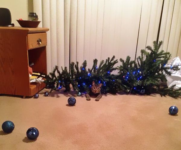 chat sapin de Noël tombé humour