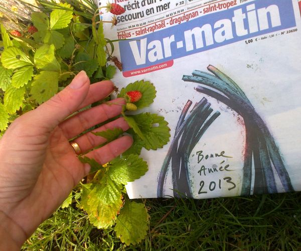 fraises 11