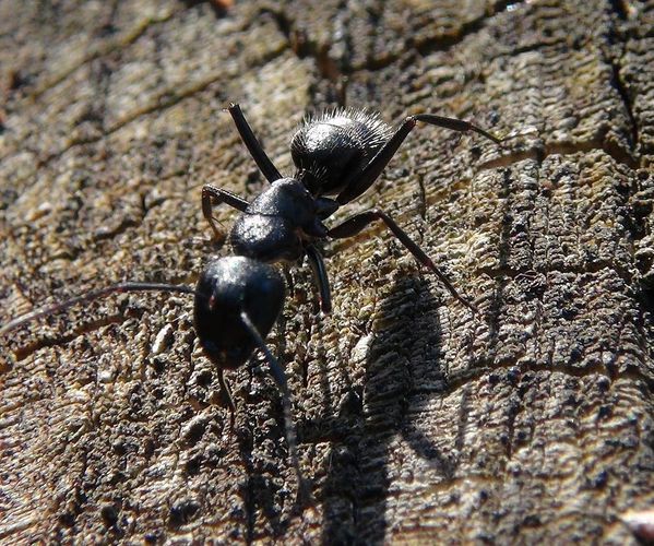 Camponotus-vagus.jpg