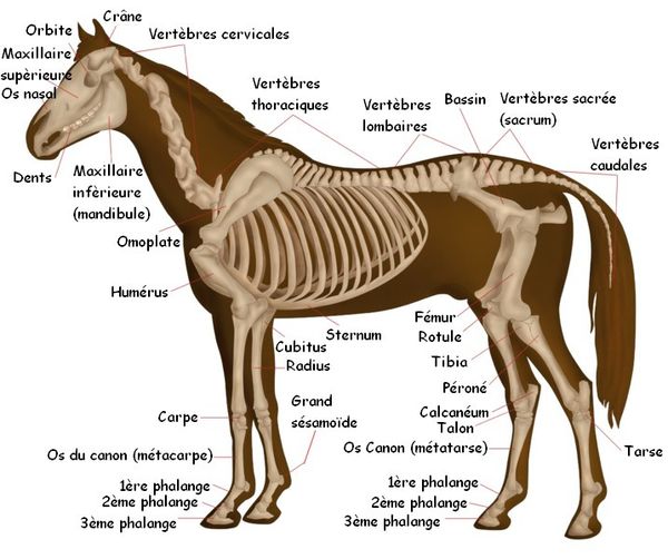 Anatomie cheval