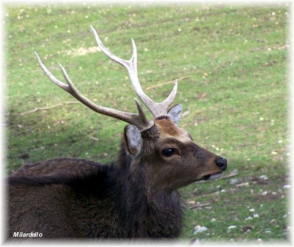 rm-pb-cerf-sika-3.jpg