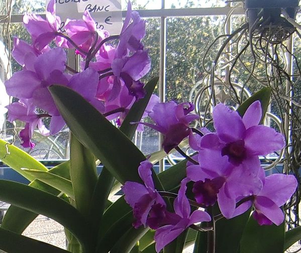 Orchidees-8.jpg