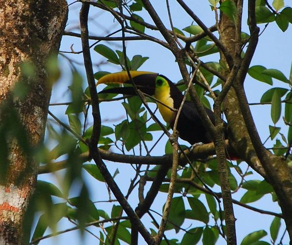 costa rica (278) toucan