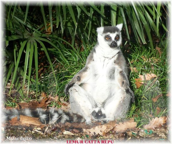rm pb lemur catta 2