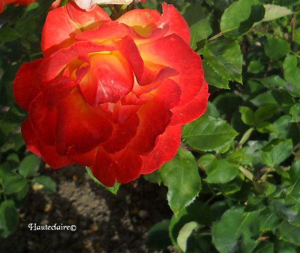 rose-lundi-21-fevrier.jpg