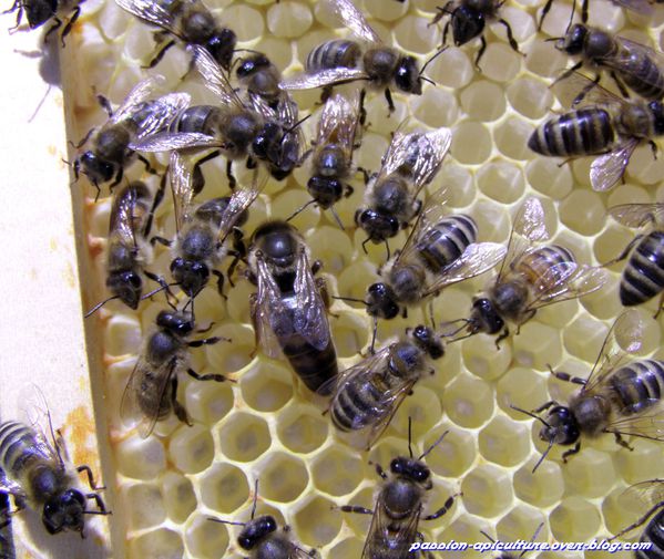 Elevage Reine d'abeille (3)
