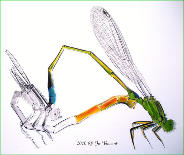 05---agrion.JPG