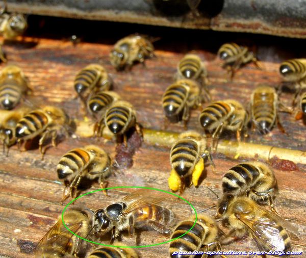 Vieille abeille (1)