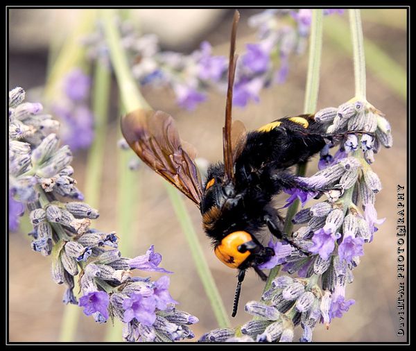 Bzzzzzzzzzzzzzzzzz