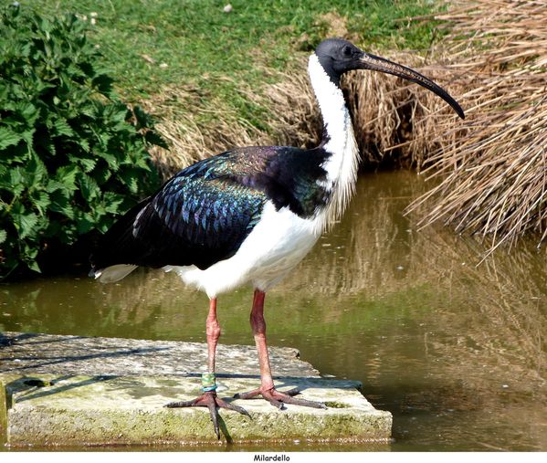 ibis-d-australie-2.JPG