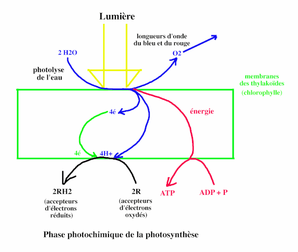 PHOTOLYSE DE L EAU PDF PHOTOLYSE DE L EAU PDF