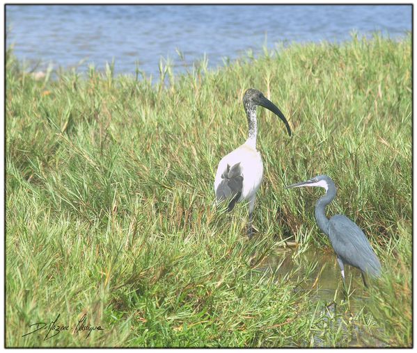 ibis sacre et heron