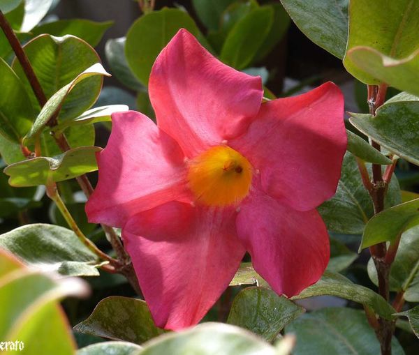araignee--fleurs-019.jpg
