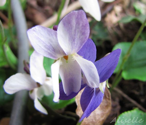Violette-03-2010-b.jpg