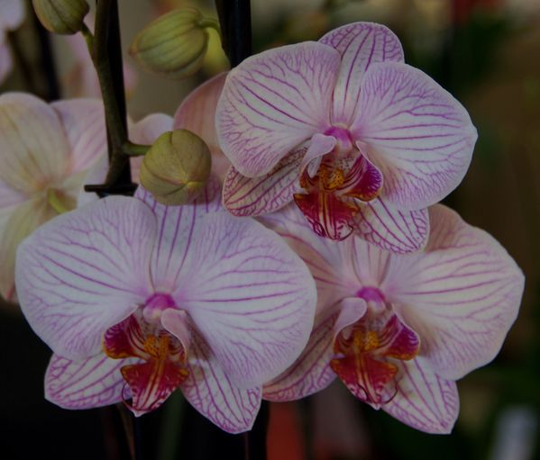 Orchidees-19.jpg