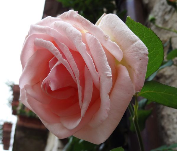 rose-rose1.JPG