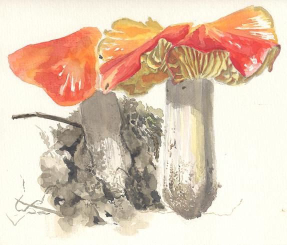 hygrocybe rouge2
