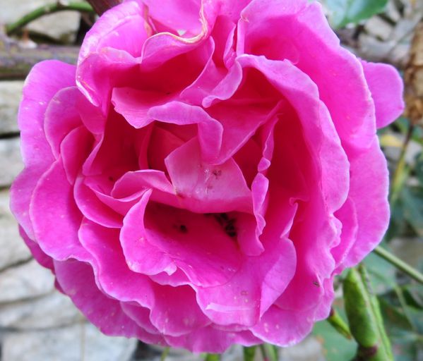 jardin-roses-du-22-mai-2014-024.JPG