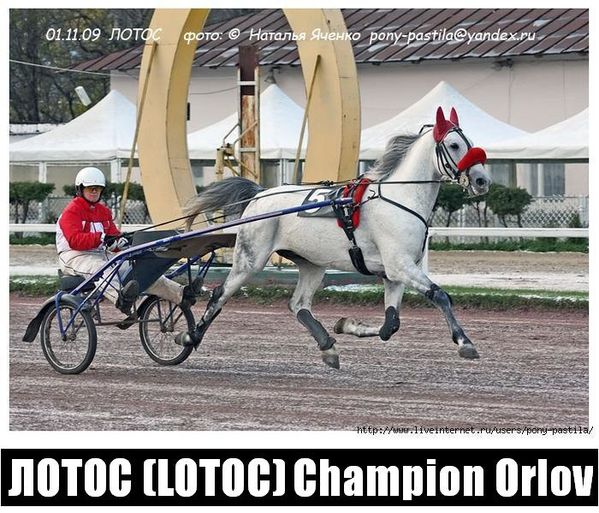 Orlov.-Lotoc-champion-trotteur-Orlov-15-IMG_2979-1-.jpg
