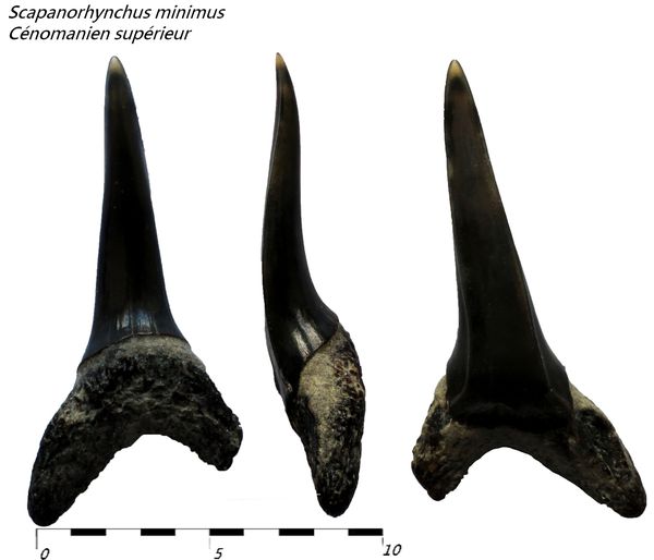 Scapanorhynchus minimus, Cénomanien supérieur, Charente