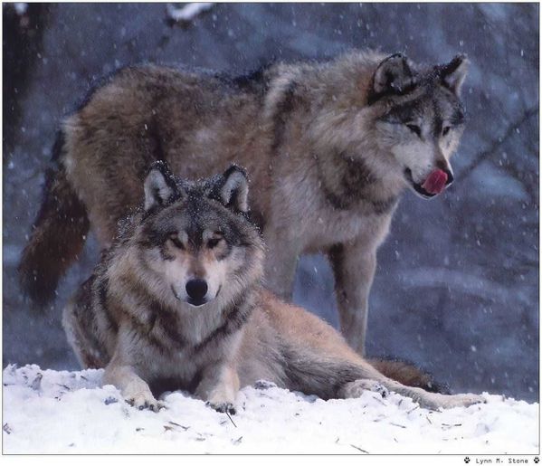 point de rencontre avec les loups gris