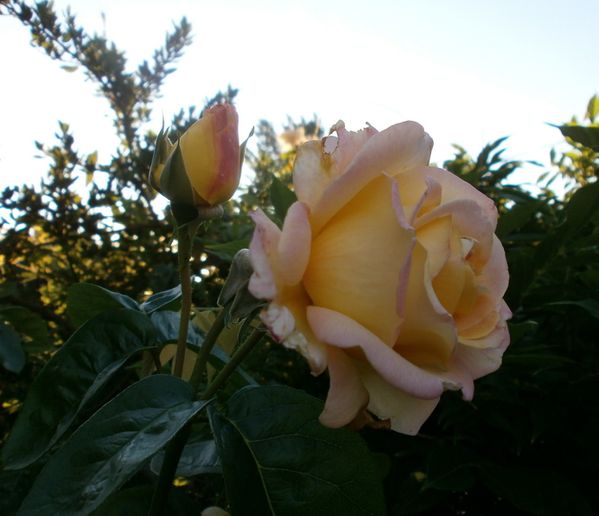 jardin 10 SEPT 2011 025