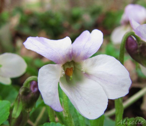 violette-blanche-2-03-2010.jpg