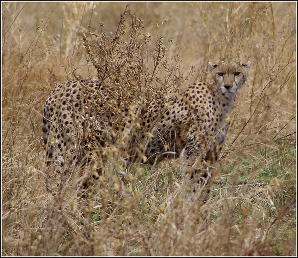 guepard du serengeti