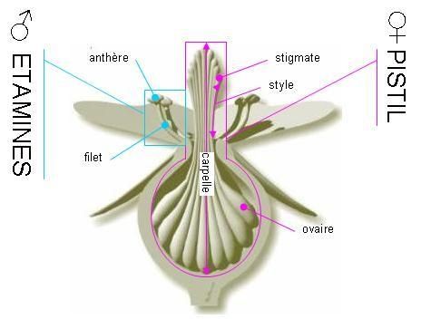 coupe d'une rose synstylae synstylae
