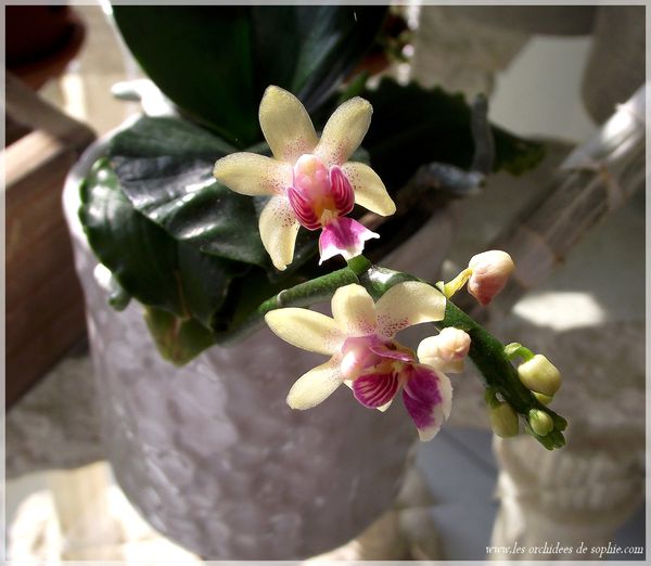 Phalaenopsis deliciosa var. hookeriana