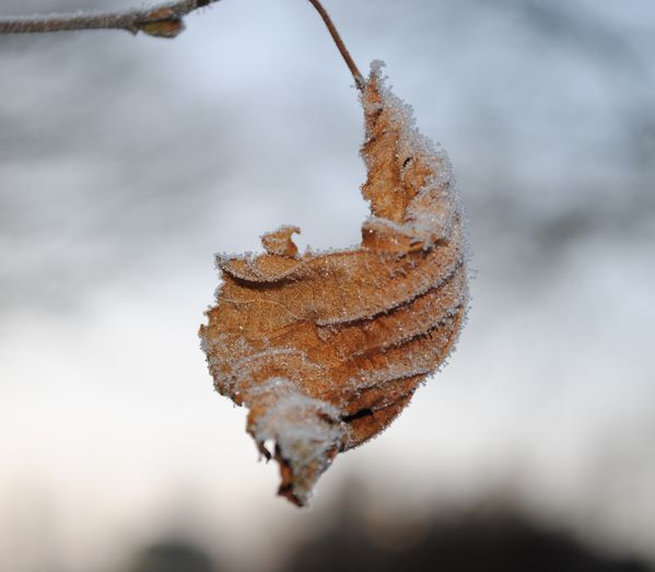 automne hiver