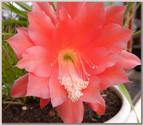 fleur-de-cactus-rose.JPG