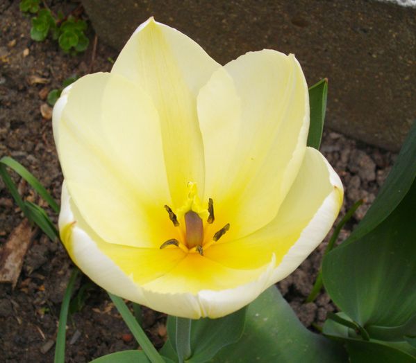 tulipe 04