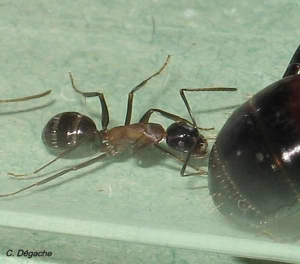 Ouvrière Camponotus ligniperdus