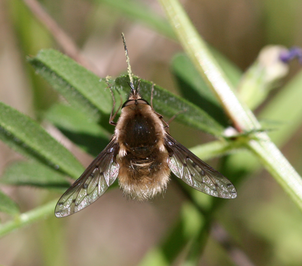 Bombyle