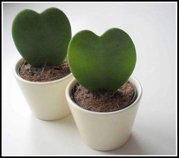 Hoya-Kerii---petite-plante-en-forme-de-coeur.jpg