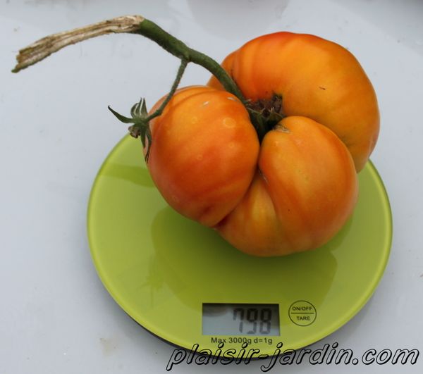 Tomate-ananas--2-.jpg
