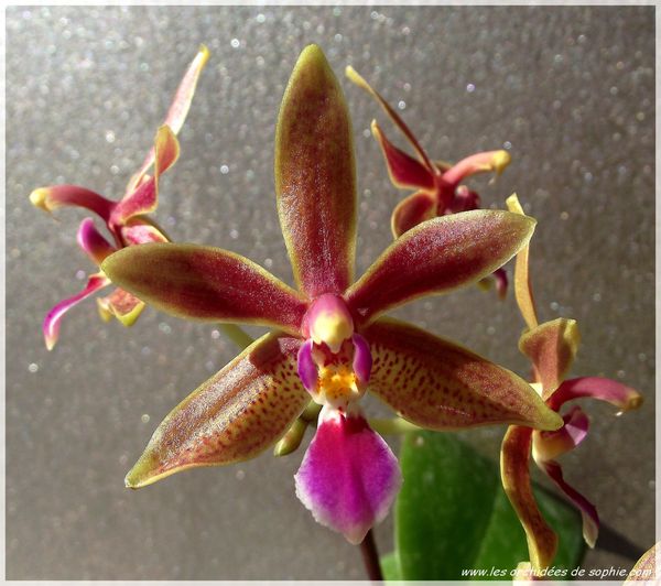 Phalaenopsis Linda cheok n°2