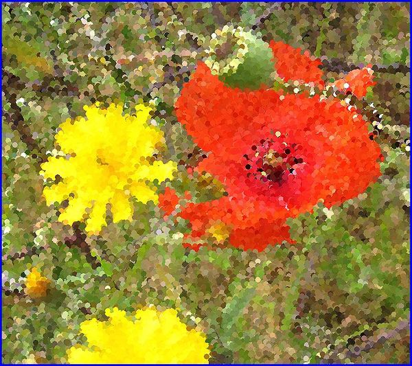 coquelicot-conques-s.jpg