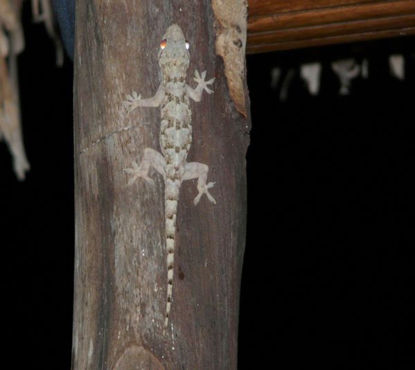 272. gecko