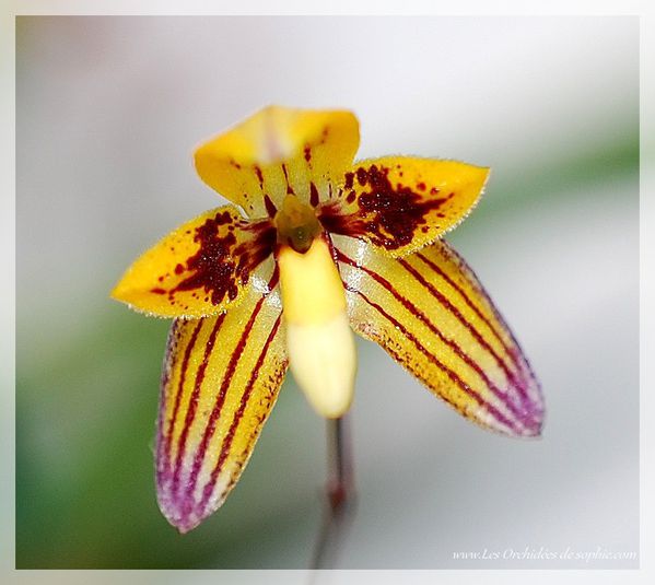 Bulbophyllum leptocaulon