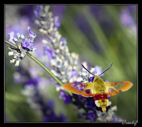 insectes----animaux-v2-9215.jpg