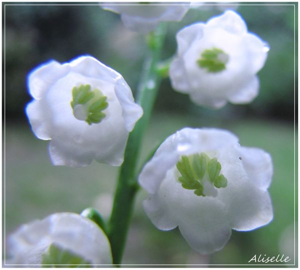 Muguet-sous-la-pluie-01-05-2010.jpg